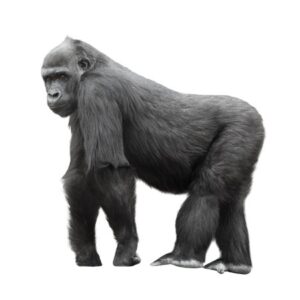 800 lb Gorilla